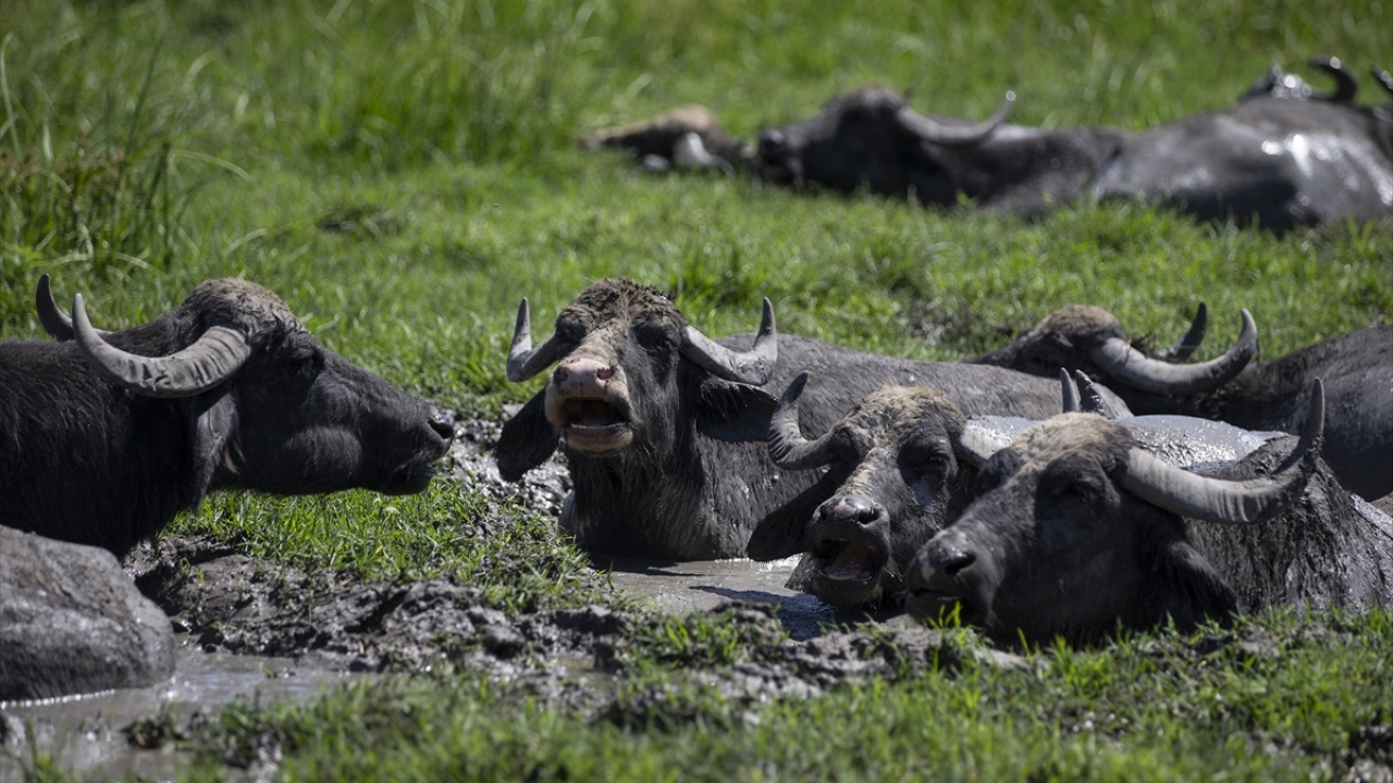 Merkeze bağlı Büyükdöllük köyünde babasıyla başladığı manda yetiştiriciliğini sürdüren Karaarslan, anaç mandaları sabah saatlerinde "Gölbaba" adı verilen sulak alana getiriyor. 