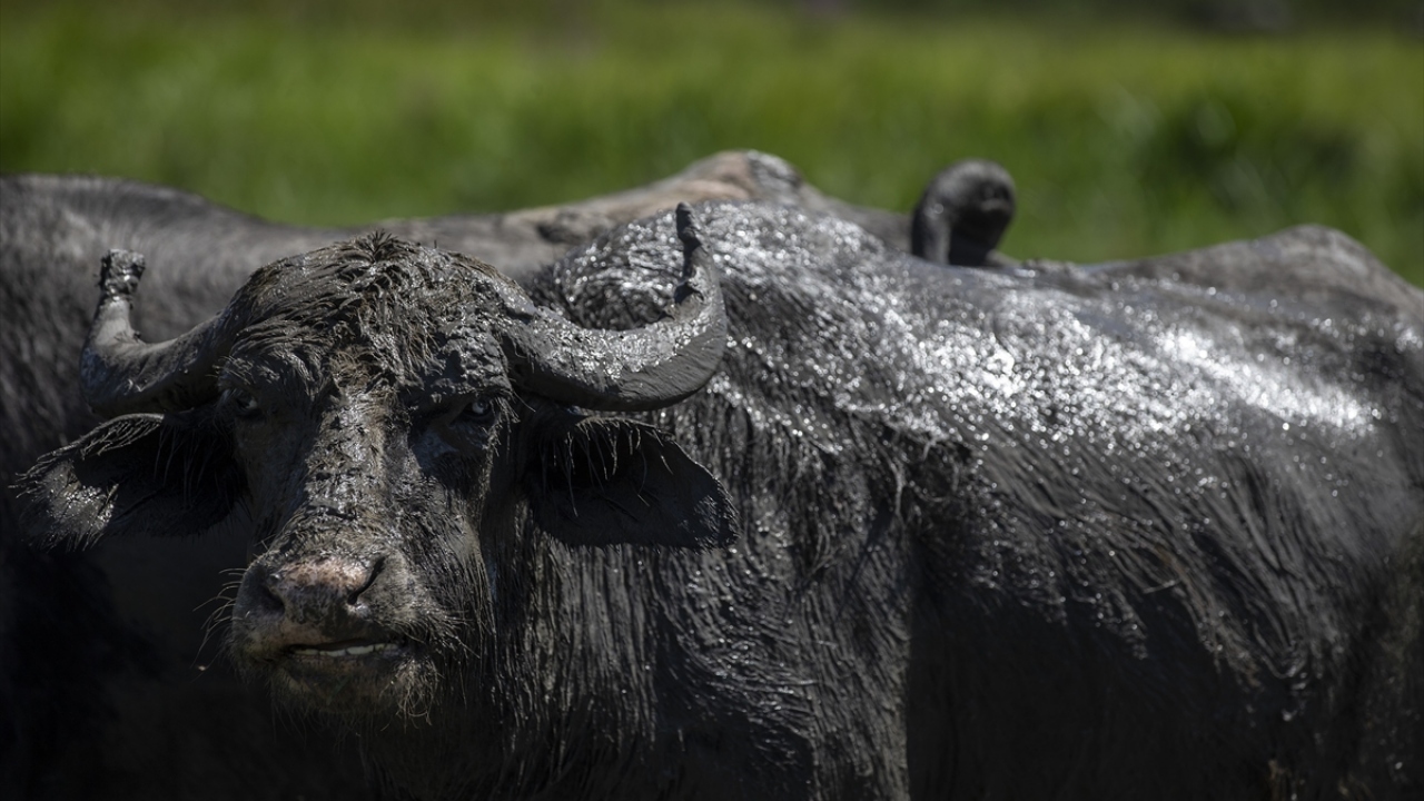 Bazen toplu yattıkları yerde 2-3 saat geçiren mandalar, çamur kuruduğu zaman tekrar çamura yatıyor. 