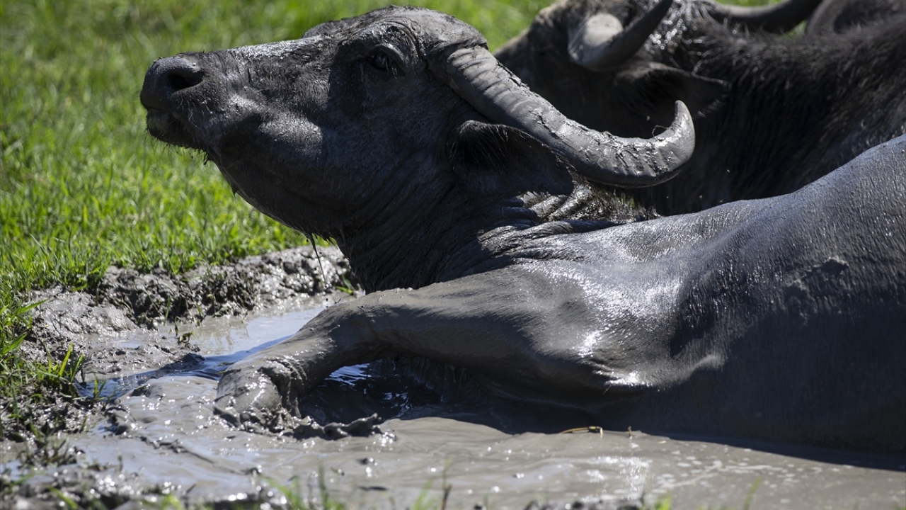 Günlük mesaisini tamamlayan Karaarslan, akşamüstü hayvanlarını yeniden ahıra almak için köye sürüyor.