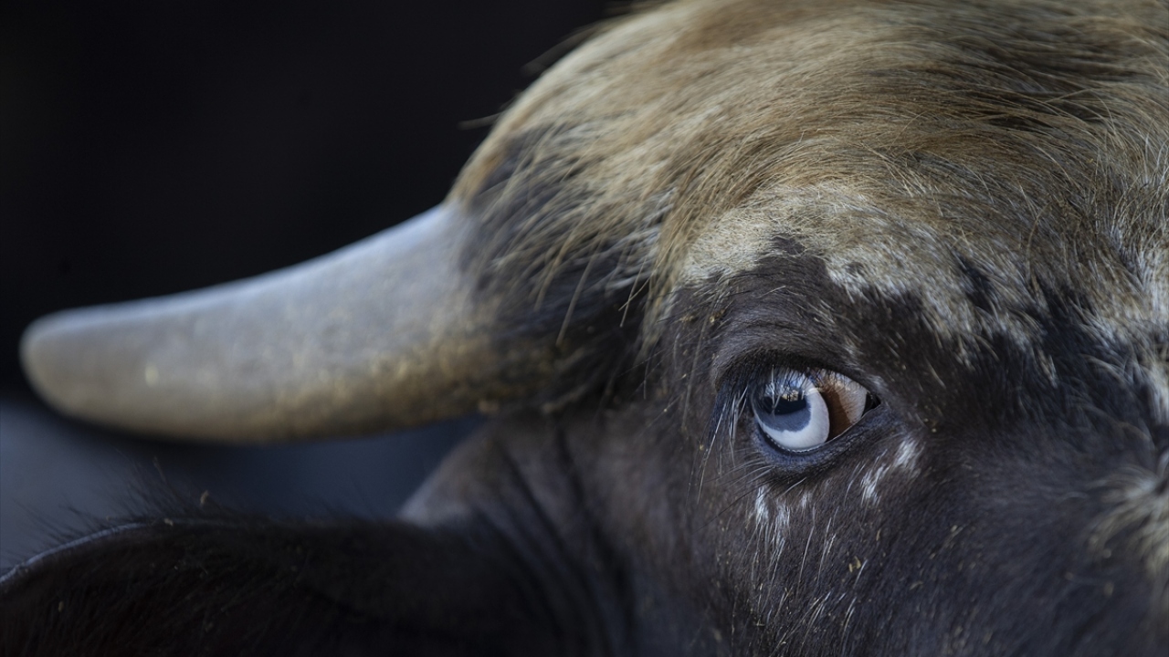 Kendisinin kentin az sayıdaki manda üreticilerinden olduğunu belirten Karaarslan, köyden kente göçle manda yetiştiriciliğinin azaldığını ifade etti.