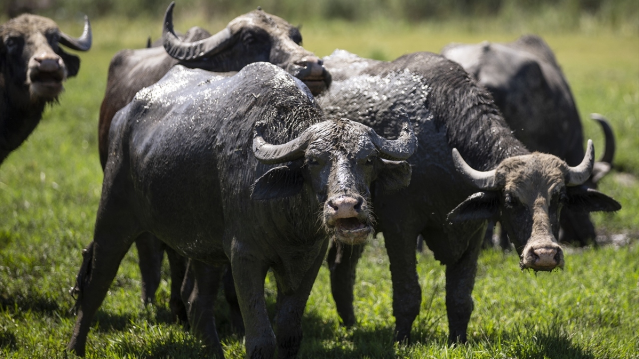 Tarım ve Orman Bakanlığı, mandacılığın geliştirilmesi amacıyla üreticilere malak ve dişi manda desteği veriyor.