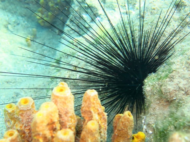 İklim değişikliği denizlerdeki istilacı türleri de artırıyor