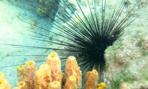 İklim değişikliği denizlerdeki istilacı türleri de artırıyor