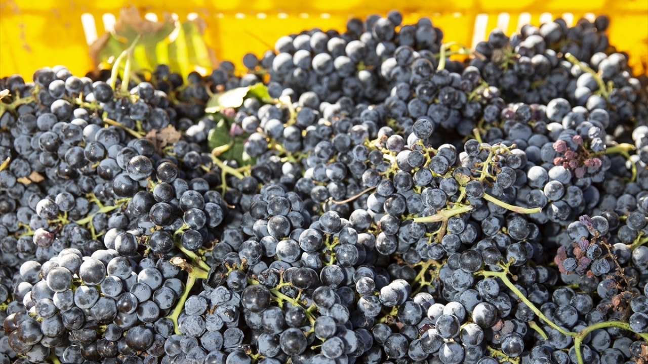 Bölgede pekmez, üzüm şırası, pestil ve şarap yapımında kullanılmak üzere yetiştirilen üzüm salkımları tek tek kesilerek kasalarda toplanıyor, ardından işlenmek üzere tesislere gönderiliyor.