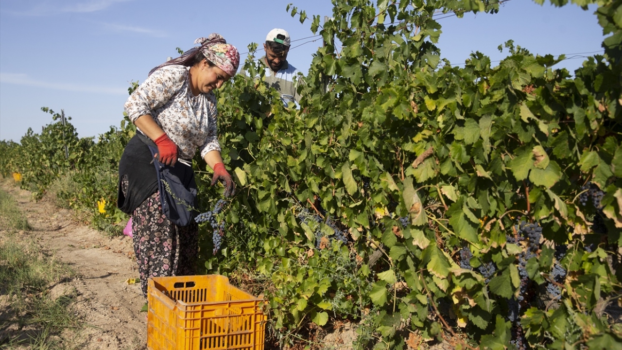 Dernek Başkanı Bülent Bacıoğlu, etkinlikte yaptığı konuşmada, Edirne`nin geçmişten günümüze aktarılan, adına türküler yazılan bir bağcılık potansiyelinin olduğunu söyledi.