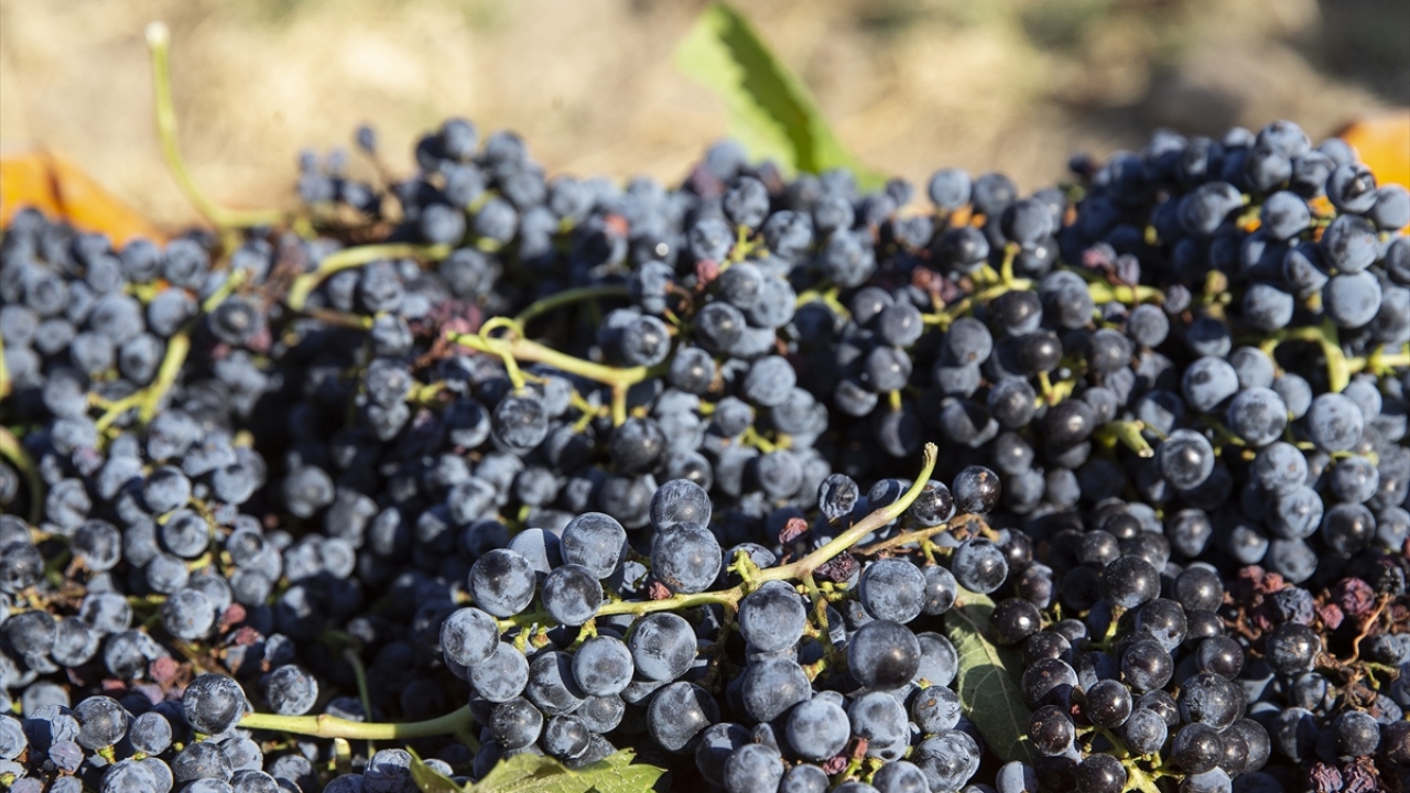 Bacıoğlu, bölgede üretilen üzümlerin hem gastronomi hem de turizm değeri açısından çok önemli olduğunu, Edirne`nin turizmini çeşitlendirme adına bu bölgedeki bağcılığı ve bağcılığa dayalı gastronomi ürünlerinin üretimini önemsediklerini ifade etti.