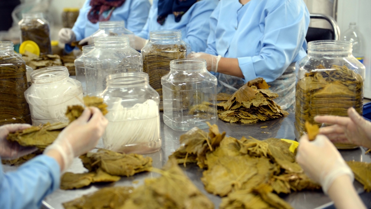 Türk Patent ve Marka Kurumunca 2017 yılında "Erbaa narince bağ yaprağı" adıyla coğrafi işaret belgesi verilen üzüm yaprağı, başta Dubai, Japonya, Fas, Almanya, Belçika, Hollanda ve Fransa olmak üzere 20`den fazla ülkeye ihraç ediliyor.