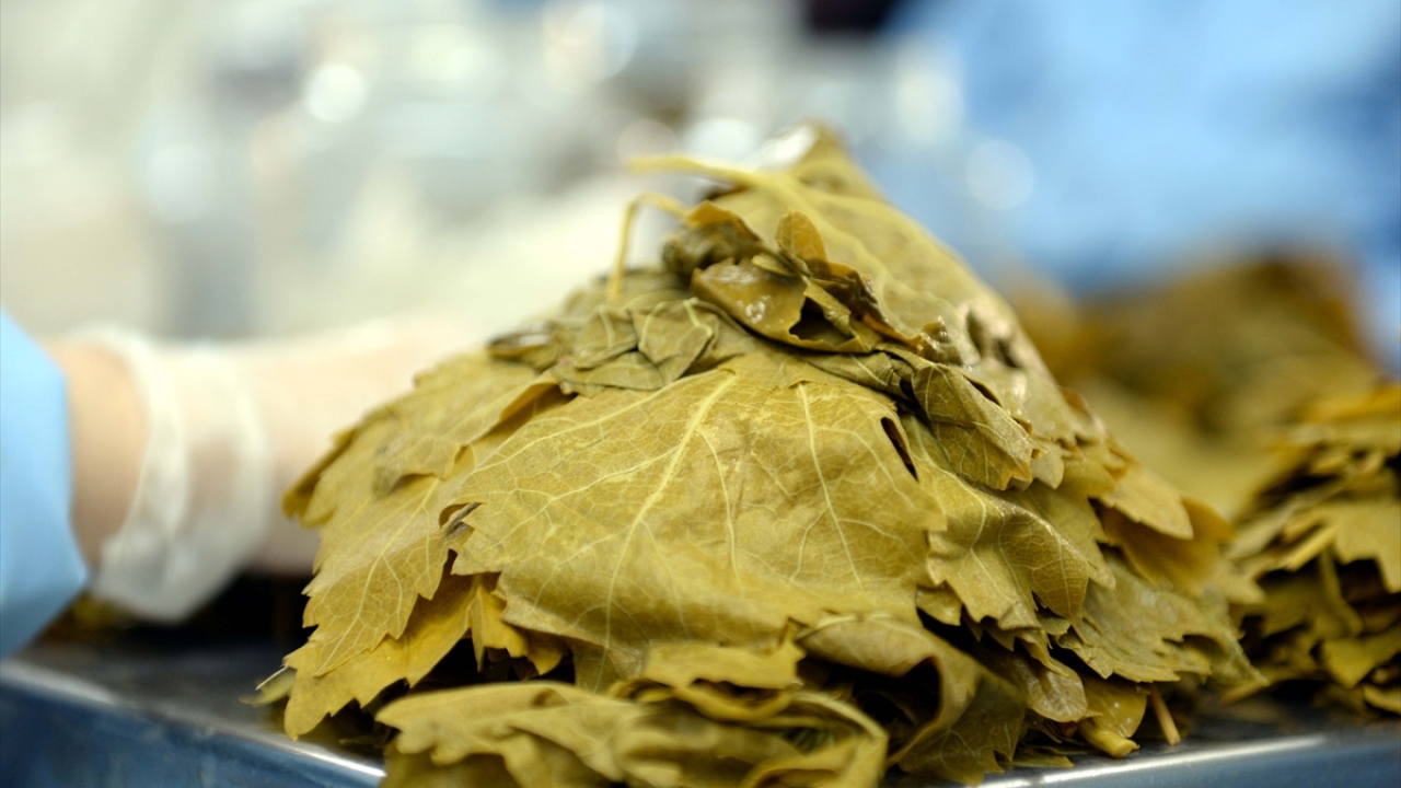 Adına ilçede festival düzenlenen üzüm yaprağı, Erbaa`da yaklaşık bin ailenin doğrudan geçim kaynağını oluşturuyor. 