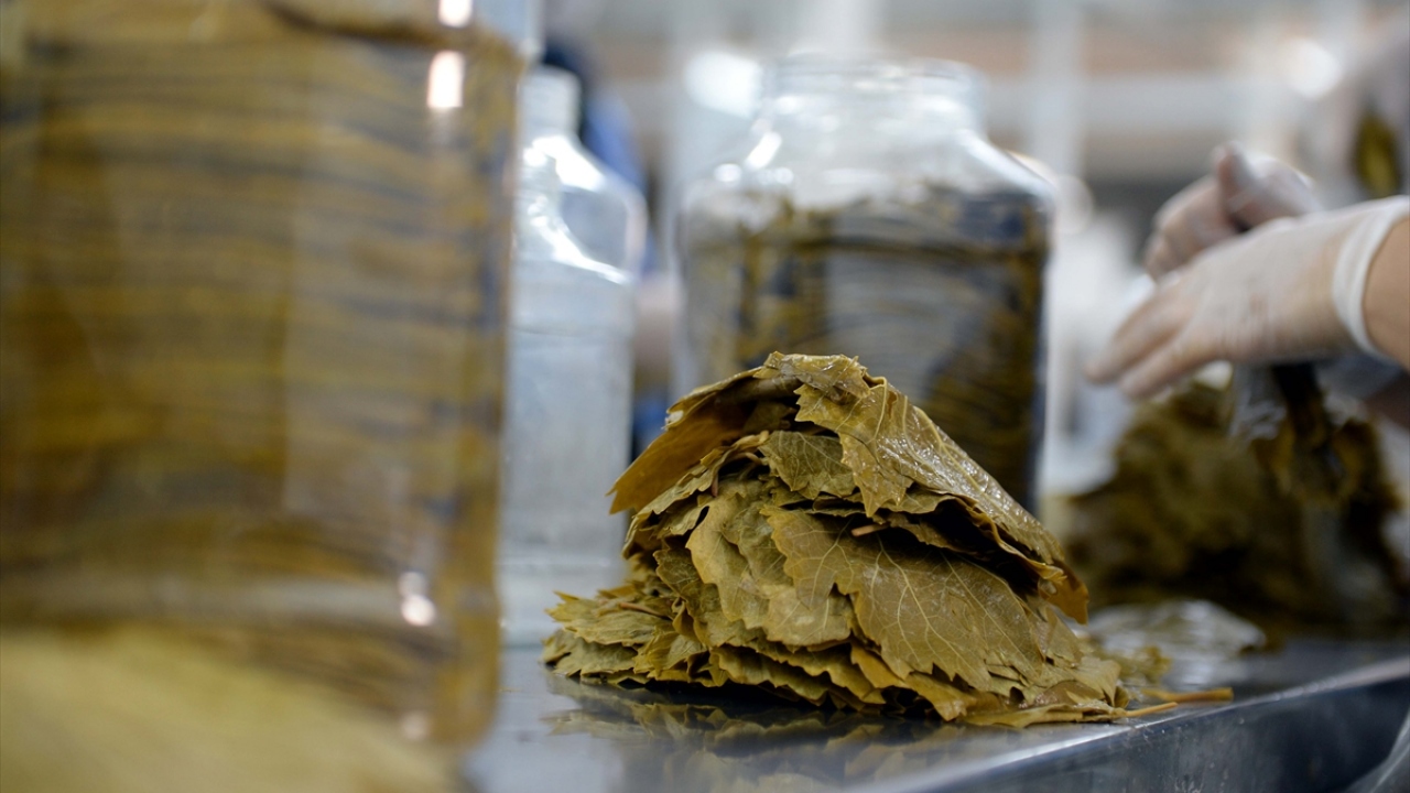 İlçede yaprak işletmesi bulunan Çetin Temiz, bu sene Erbaa`da dolu ve iklim şartlarından dolayı yaprak üretiminde azalma olduğunu söyledi.