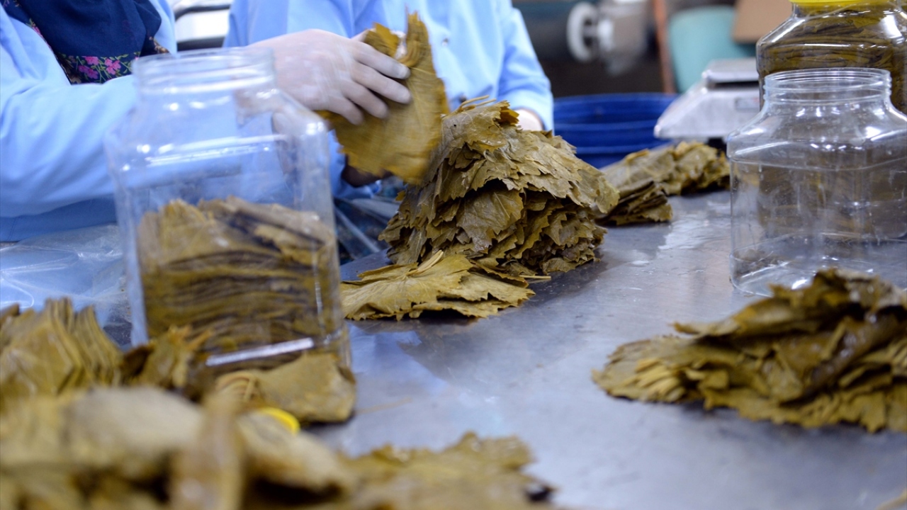 Temiz, ürettikleri üzüm yaprağının yurt içinde de her yere ulaştırıldığını anlattı.