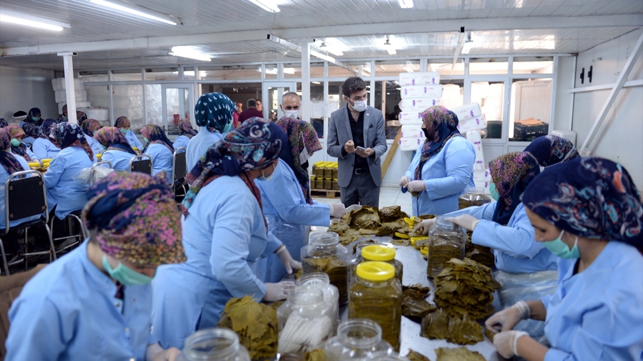 Erbaa Belediye Başkanı Ertuğrul Karagöl ise yaprağın ilçe ekonomisinde önemli yeri olduğunu vurguladı.