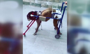 Tasarladığı yürüteçlerle felçli hayvanları hayata bağlıyor