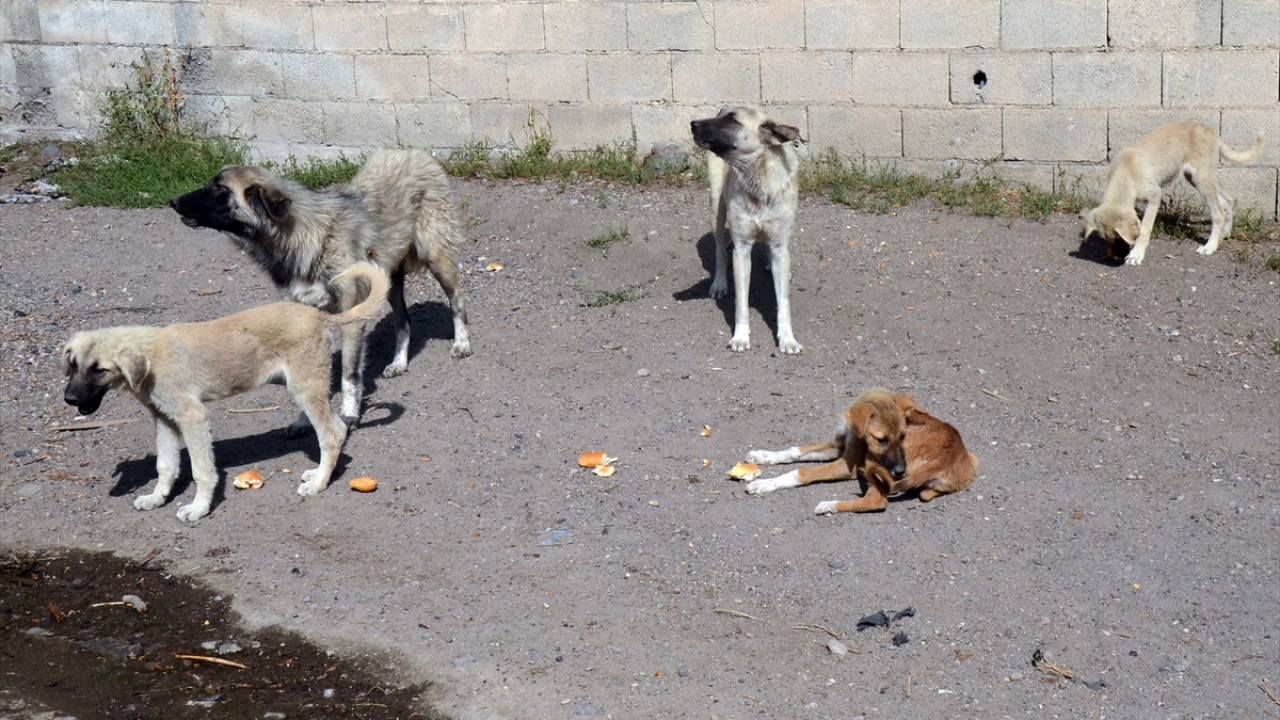 Baraj nedeniyle boşaltılan köyde sahipsiz kalan köpeklere vatandaşlar