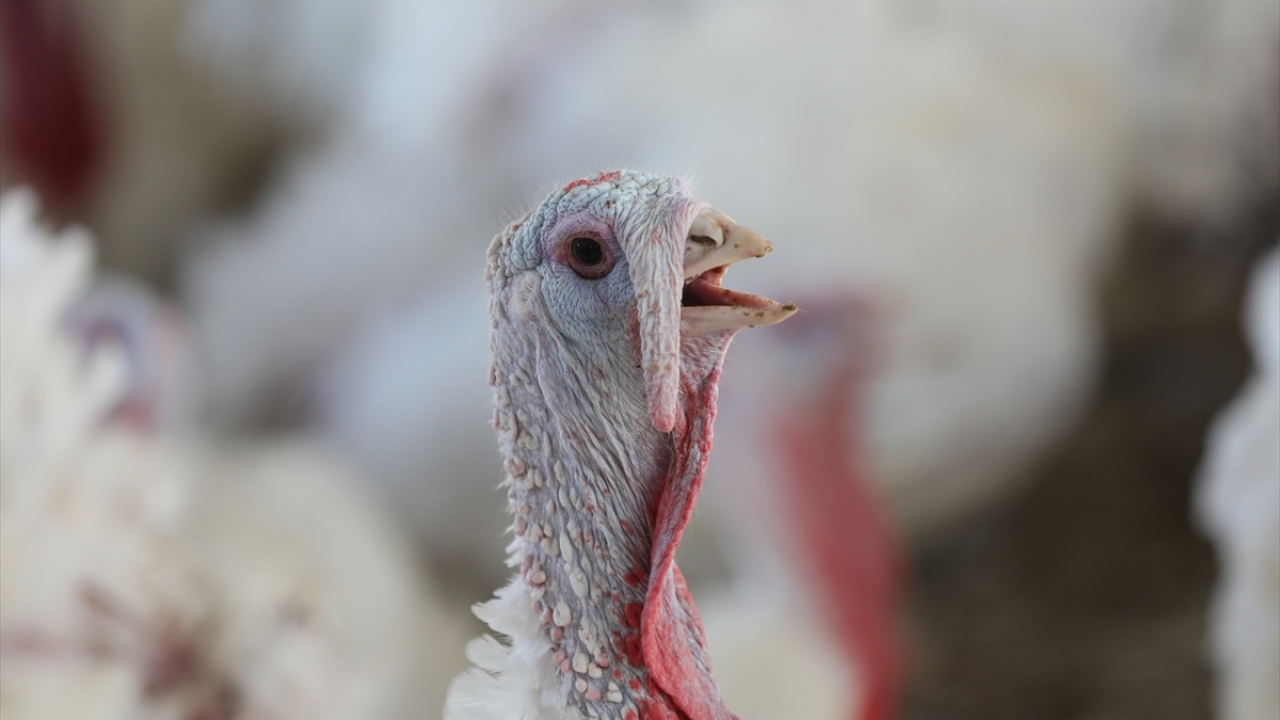 Kuruma sunduğu 1 milyon 50 bin lira yatırım bedelli projesi onaylandıktan sonra yüzde 50 hibe desteği almaya hak kazanan Kanyılmaz, 5 ay gibi kısa bir sürede tesisini faaliyet geçirdi. 