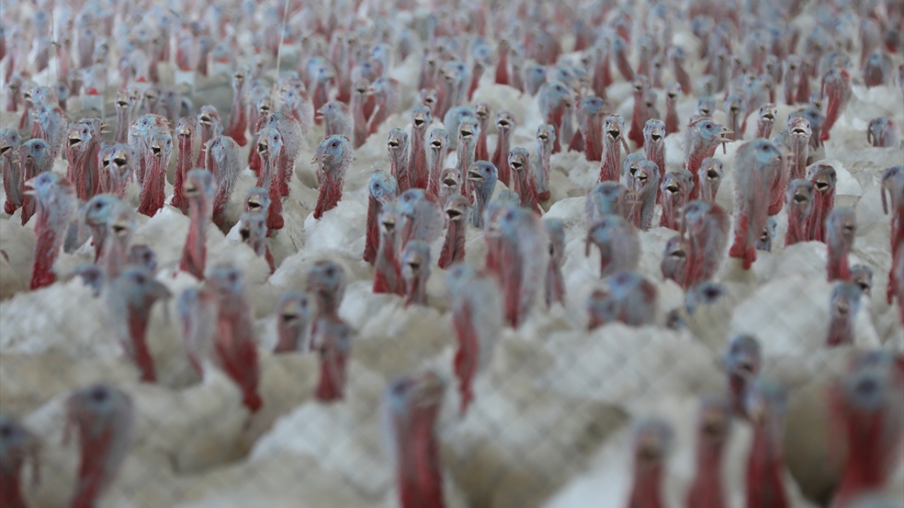 Selendi`ye bağlı Kabaklar Mahalles`inde yaşayan 39 yaşındaki Adem Kanyılmaz, İlçe Tarım Müdürü Ahmet Aslanalp`in önerisiyle hindi çiftliği kurmak için TKDK`ya başvurdu. 