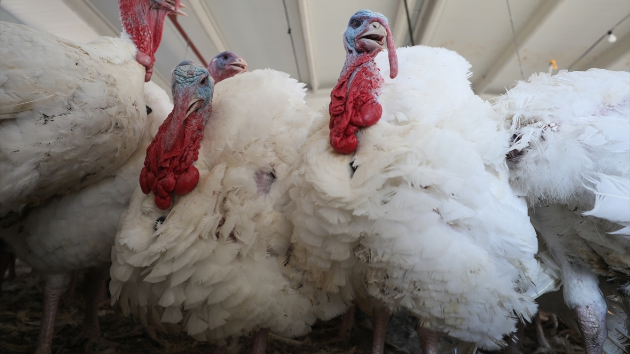 İlçede ilke imza atan Kanyılmaz`ın başarılı girişimi bölgedeki diğer üreticilere de örnek oldu. Kanyılmaz`ın yatırımının ardından 8 çiftçi daha hindi çiftliği kurmak amacıyla TKDK`ya başvurdu. 