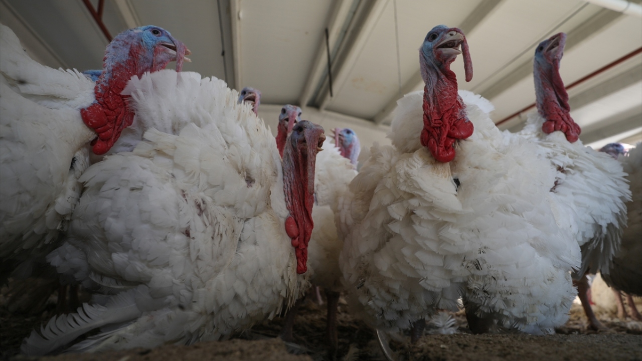 "Sözleşmeli üretim yapıyoruz" 