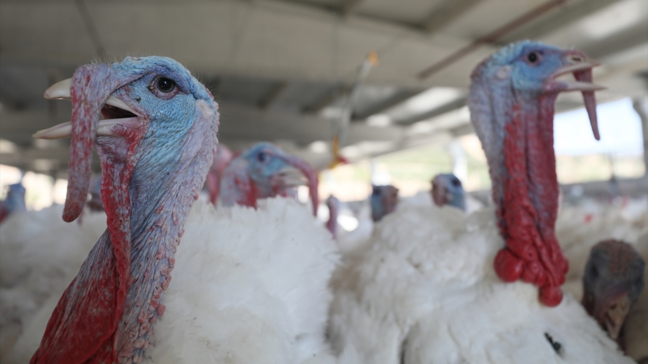 Kanada menşeli hindi türünün çok hassas olduğu için büyük bir özenle ilgilenilmesi gerektiğini aktaran Kanyılmaz, şunları kaydetti: