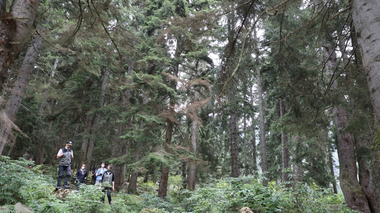 Orman Bölge Müdürlüğü ekipleri, Rize`nin İkizdere ilçesi Çamlık bölgesinde ladin ağaçlarına zarar veren "Dendroctonus micans" isimli dev kabuk böceği ile mücadele kapsamında ağaçlara laboratuvar ortamında yetiştirilen yırtıcı böcekleri yerleştirdi.