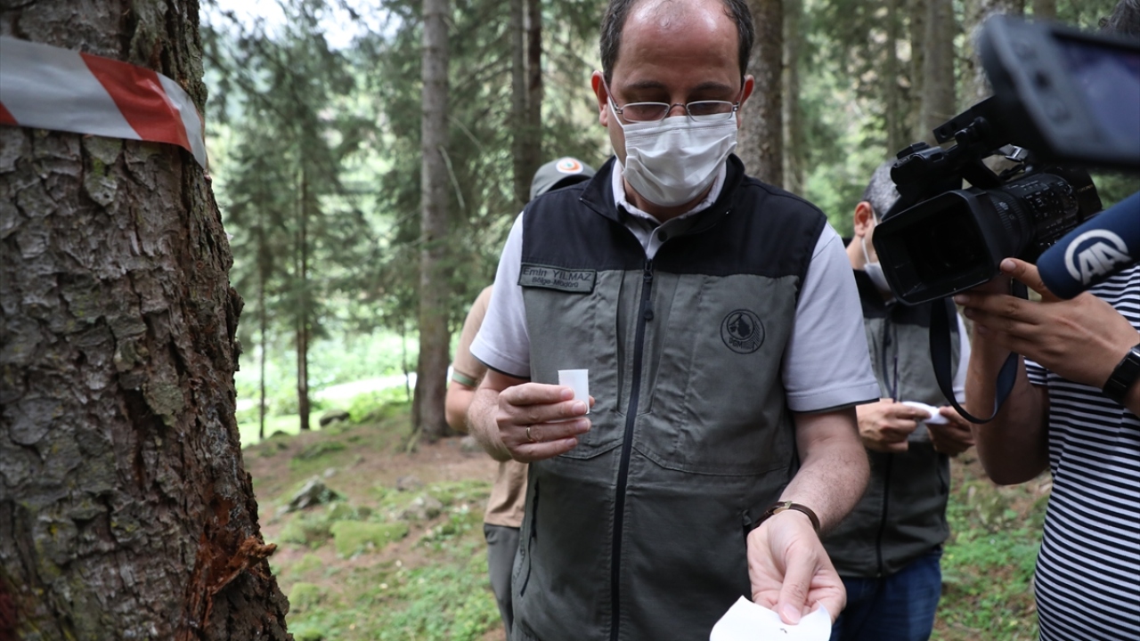 Yılmaz, burada gazetecilere, ladin ormanlarının Gürcistan sınırından başlayarak Ordu Melet Irmağı`na kadar devam ettiğini söyledi.