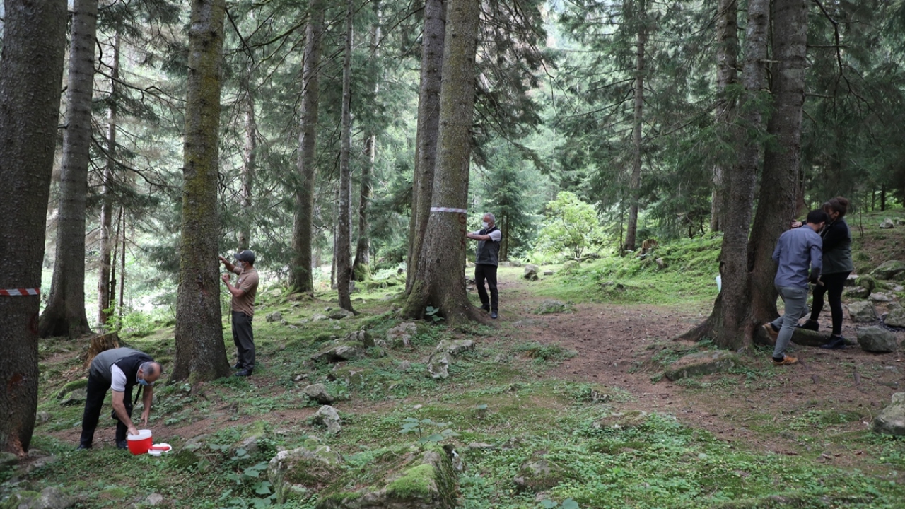 Bu bölgede dev kabuk böceklerinin 1998 yılında tespit edildiğini anımsatan Yılmaz, 1999 yılında laboratuvar kurularak mücadele için yırtıcı böcek yetiştirilmeye başlandığını belirtti.