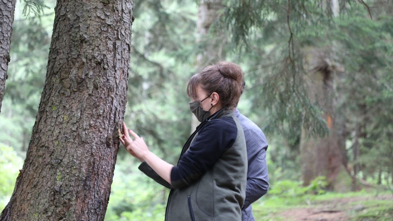 Yılmaz, mücadelenin başladığı günden itibaren Trabzon, Rize ve Gümüşhane`de yaklaşık 2 milyon 200 bin yırtıcı böceğin mücadele kapsamında ormanlara yerleştirildiğine dikkati çekerek, şu değerlendirmede bulundu: