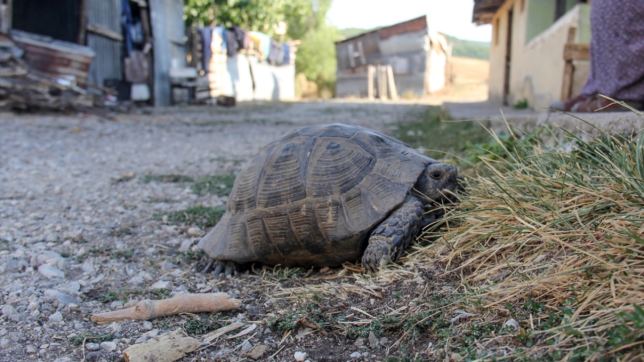 Kaplumbağalar kedilerin maskotu oldu