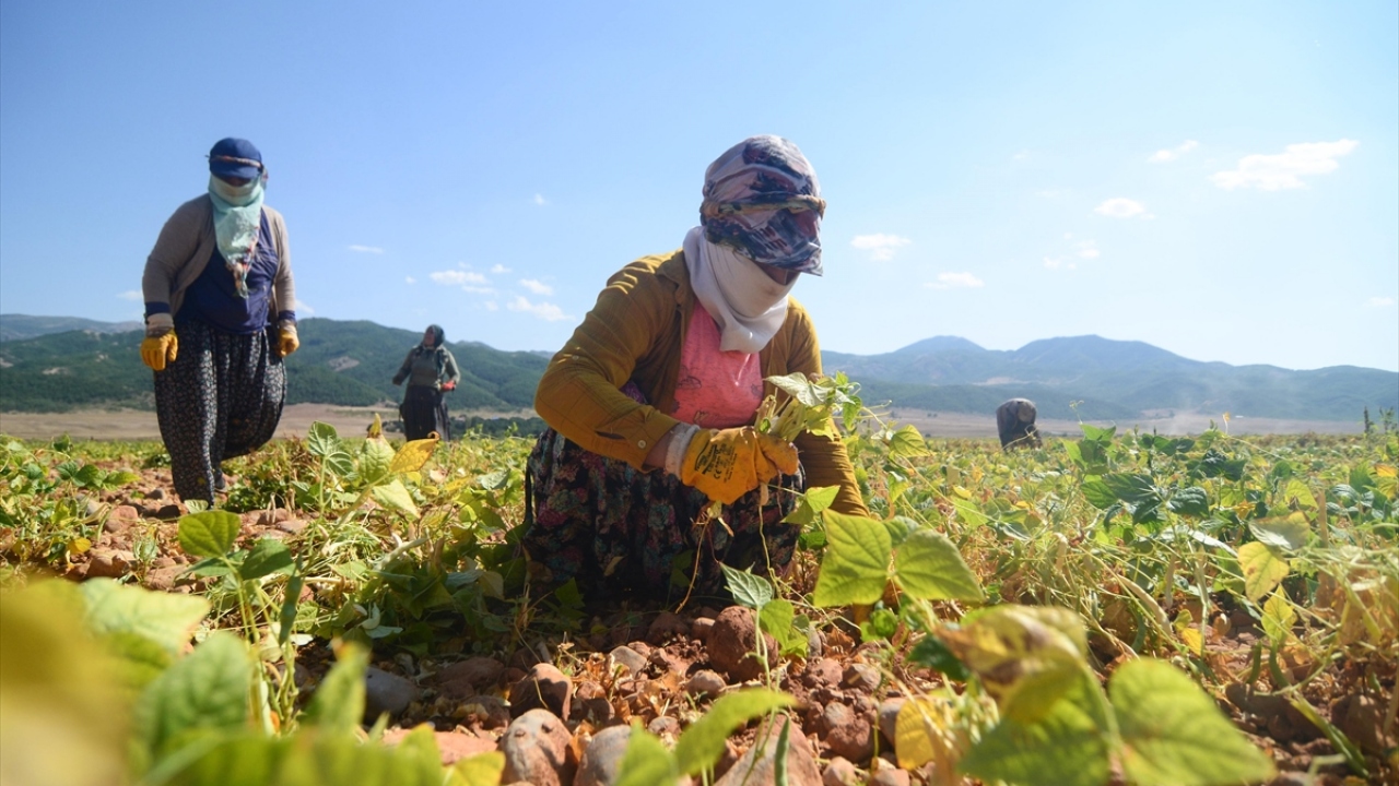 Tarım ve hayvancılığın yaygın yapıldığı Munzur Dağları arasındaki 1500 rakımlı Ovacık ilçesinde her geçen yıl üretimi yaygınlaşan kuru fasulye, bu yıl verimiyle çiftçinin yüzünü güldürüyor. 