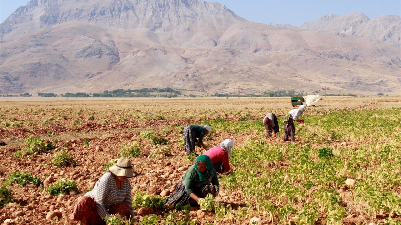 Toprakta herhangi bir ilaç ya da gübre kullanılmadan yetiştirilen Ovacık kuru fasulyesinin tarladan sofralara zahmetli yolculuğunda ise kadınlara büyük iş düşüyor.