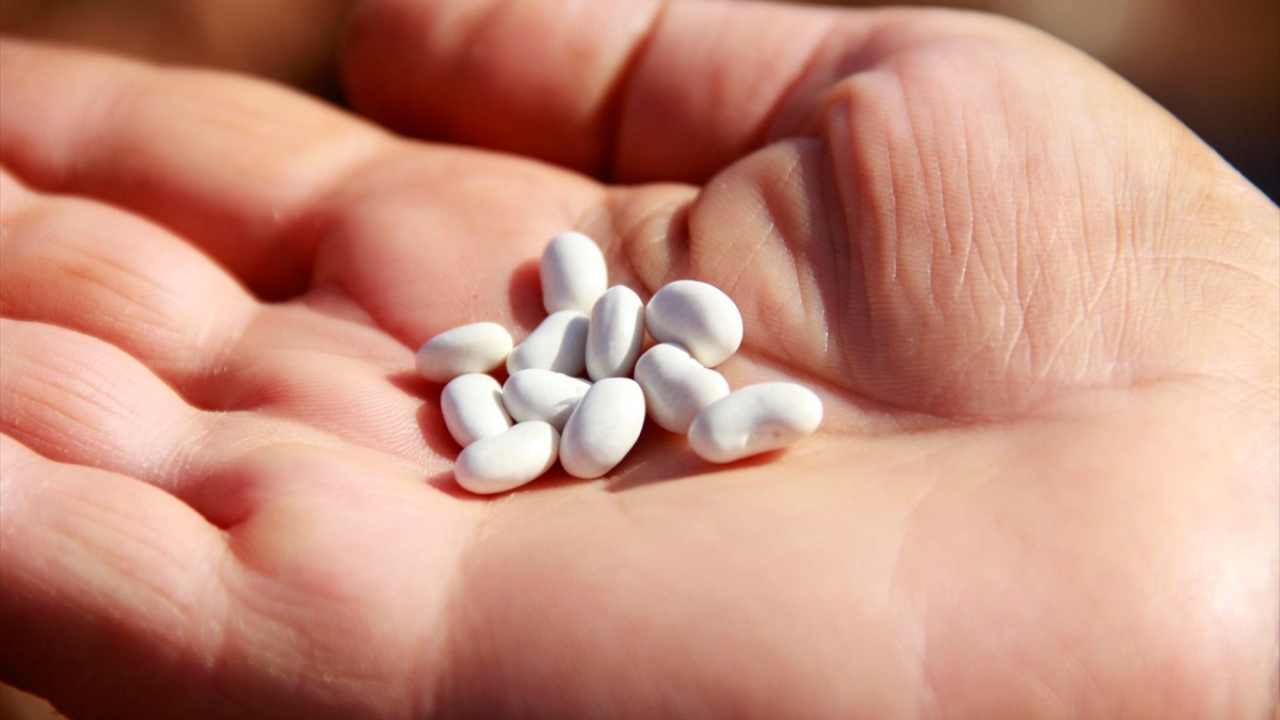 Tarım işçisi kadınlar, günün erken saatlerinde uyanarak fasulyeleri biçmek üzere tarlaların yolunu tutuyor.