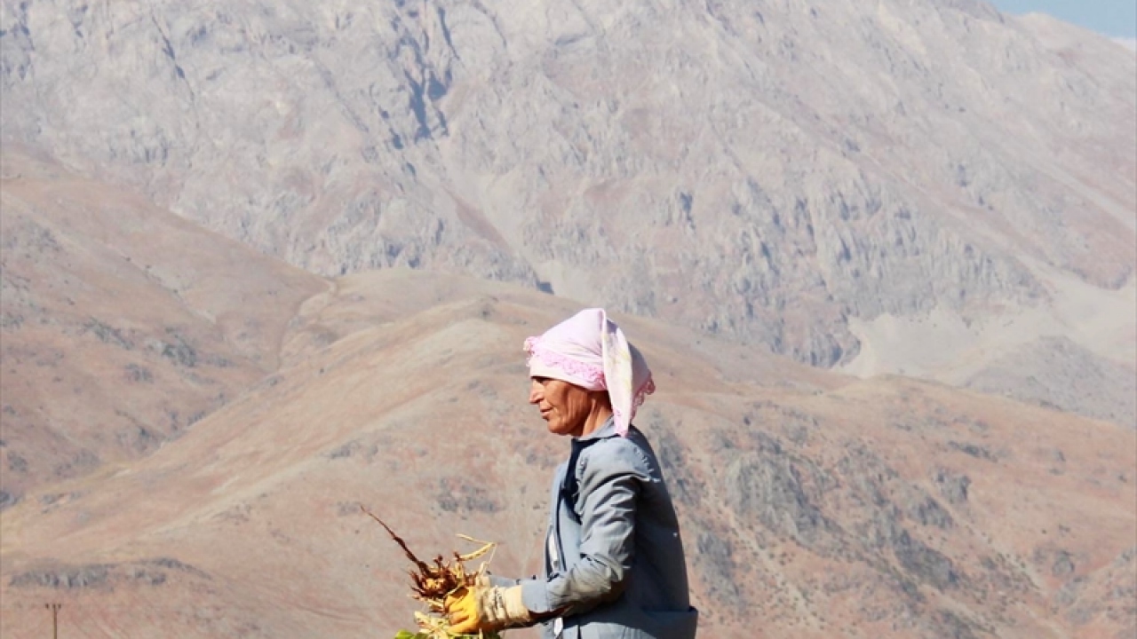 Türküler söyleyerek hasadı keyifli hale getiriyorlar