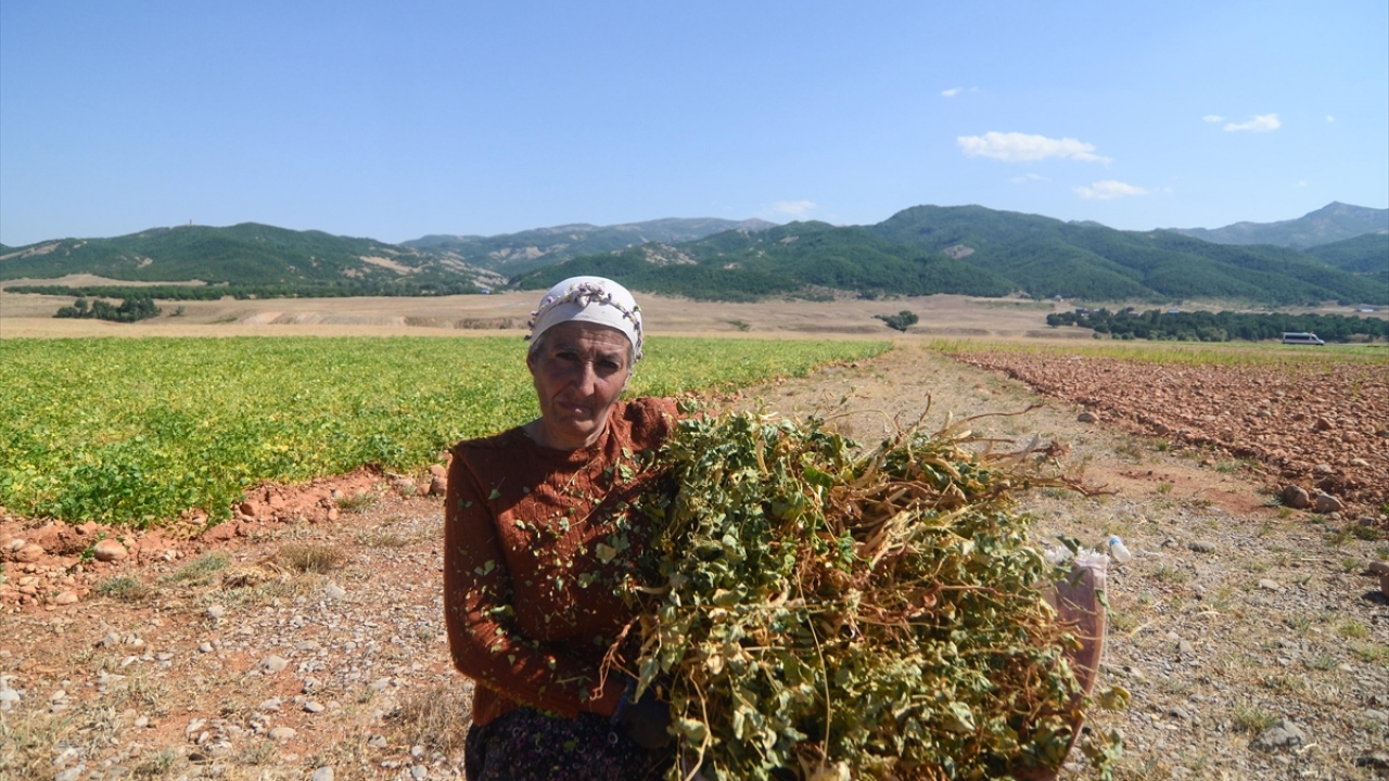 Elazığ`ın Palu ilçesinden Ovacık`a gelen Emine Kaya ise fasulye biçerek ailesinin geçimine destek olduğunu anlattı. 
