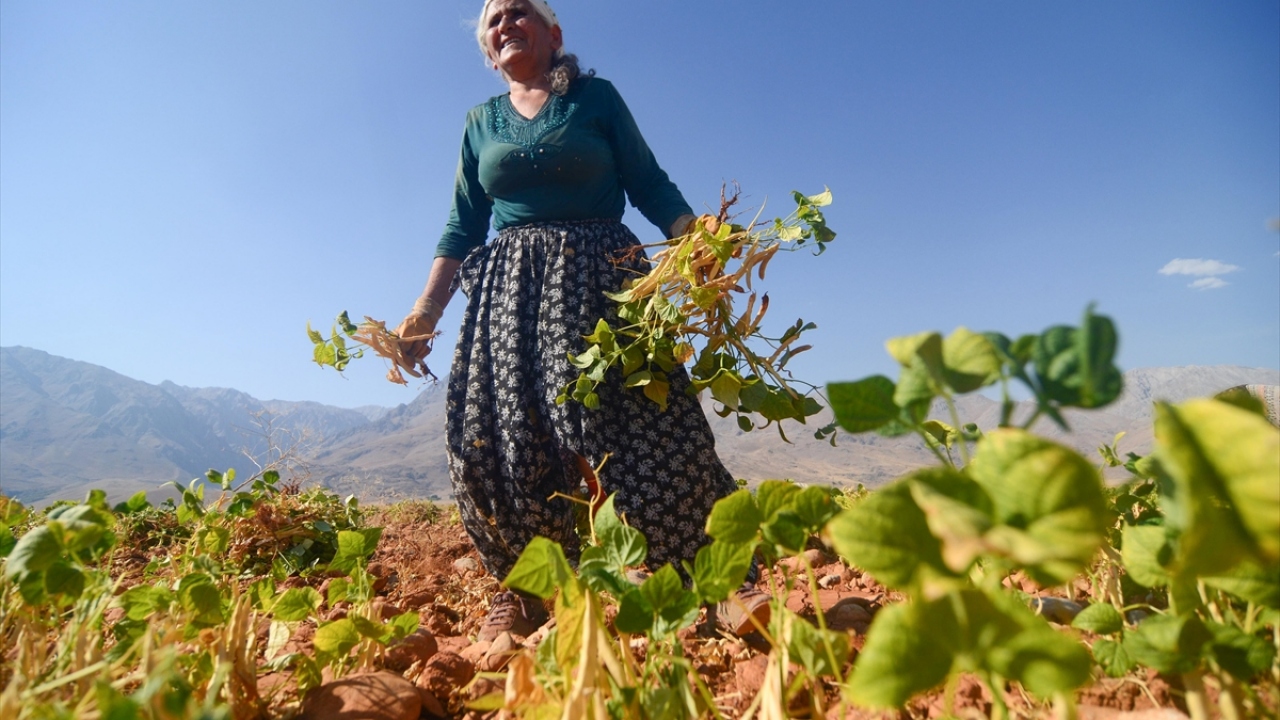 Saatler süren yorucu çalışma ile bitkisinden ayrıştırılıp tane haline gelen fasulyeler, çalı, toprak ve taşlardan ayıklanmak üzere torbalarla  evlere götürülüp satış için çeşitli işlemlerden geçiyor. 