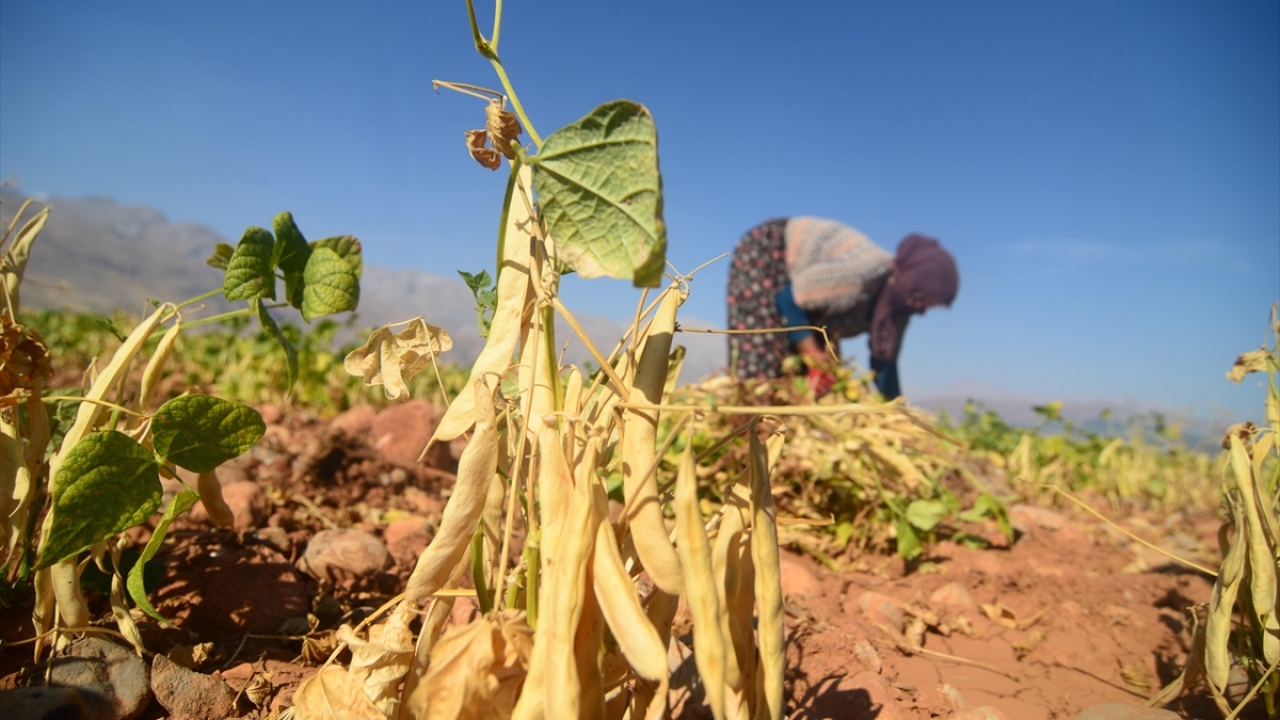 Hem üreticiye hem de hasadında çalışan kadınlara ekmek kapısı olan kuru fasulye, kalitesine göre kilosu 20 ile 40 lira arasında değişen fiyatlarla iç piyasada satışa sunuluyor.