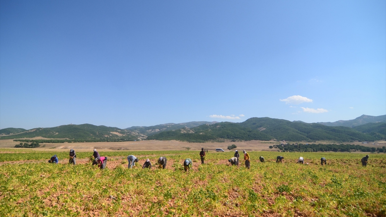 Gün boyu güneş altında ekmek mücadelesi veriyorlar