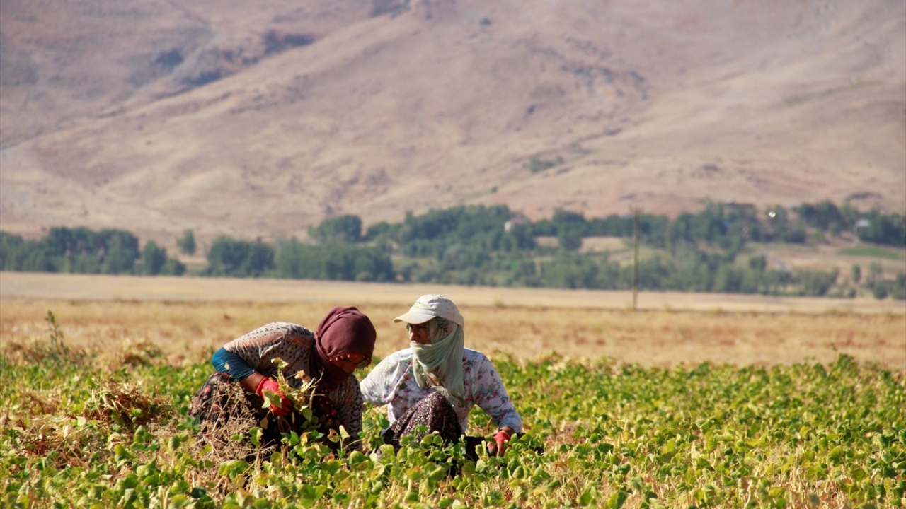 Kadınlardan Hatun Öz de kuru fasulyenin toplanması sırasında tüm zorluklara göğüs gerdiğini ve kazandığı para ile evinin ihtiyaçlarını giderdiğini kaydetti.