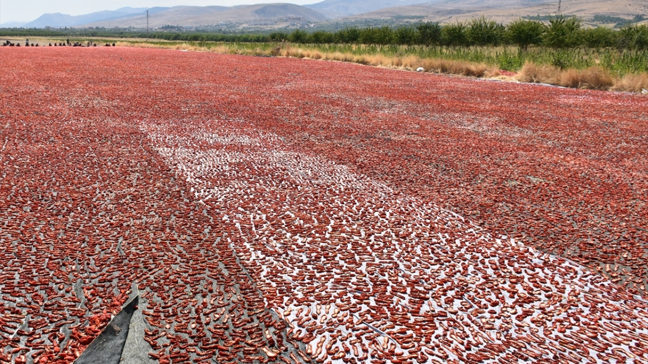 Darende ilçesinde kuru kayısı üretimi ve ticareti yapan Vahdettin ve Yusuf Boyraz kardeşler, kayısı ardından hasat edebilecekleri bir tarım ürünü yetiştirmeye arayışına girdi.