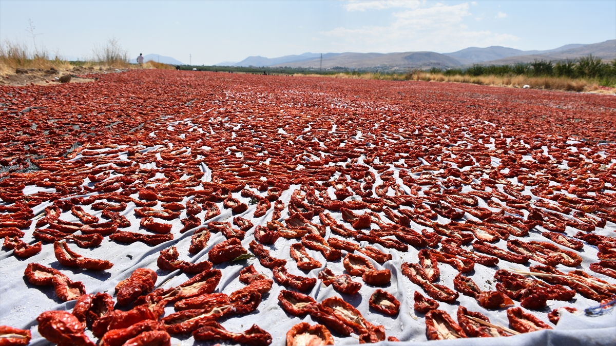 Yaklaşık 3 yıl önce kurutmalık domatesle ilgili bir haberi izlemelerinin ardından "Bu işi biz de yapabiliriz." diyerek işe koyulan Boyraz kardeşler, kurutmalık domates üretmeye karar verdi.