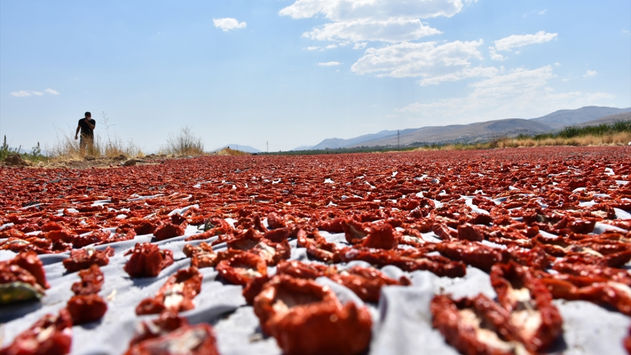 Anlaşmalı organik tarım yapmak amacıyla İzmir`de bir firmayla görüşerek geçen yıl Malatya`nın Yazıhan ilçesinde tarla kiralayarak kurutmalık domates yetiştirmeye başlayan kardeşler, bu yıl ise Akçadağ ilçesinde kurutmalık domates üretiyor.