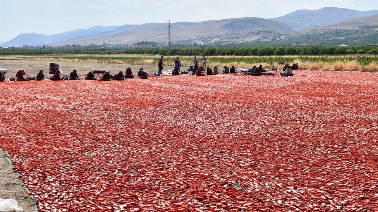 İlk yıl kurutmalık domates işinden elde ettikleri geliri görünce üretime devam ettirdiklerini aktaran Boyraz, her geçen yıl kurutmalık domates ekim alanlarını genişlettiklerini ifade etti.