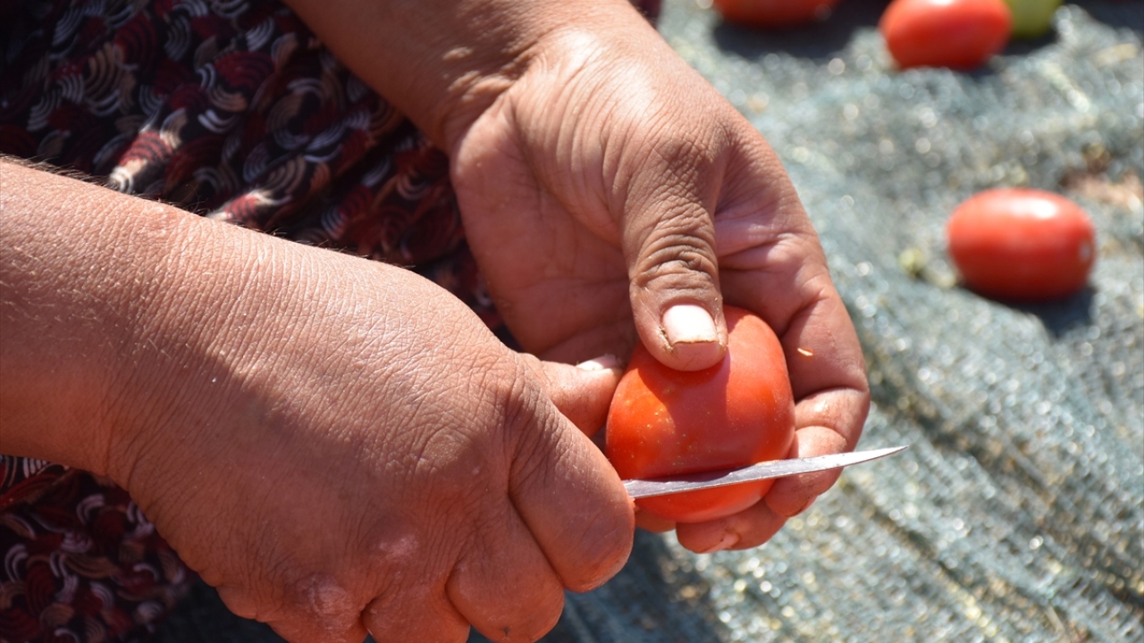 Ürettikleri kurutmalık domateslerin kalitesinden memnun olduklarını bildiren Boyraz,  şunları kaydetti: