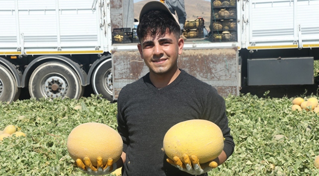 Adilcevaz kavununda hasat zamanı