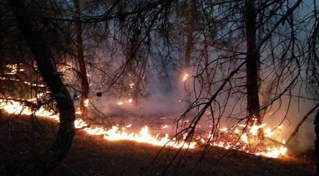 Çorumda orman yangını