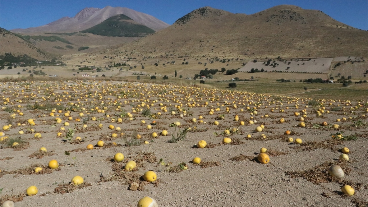 İl genelinde yaklaşık 336 bin dekar alana ekimi yapılan çerezlik kabak çekirdeğinden yıllık ortalama 167 ton verim elde edilirken, kent ekonomisine milyonlarca lira da katkı sağlanıyor.