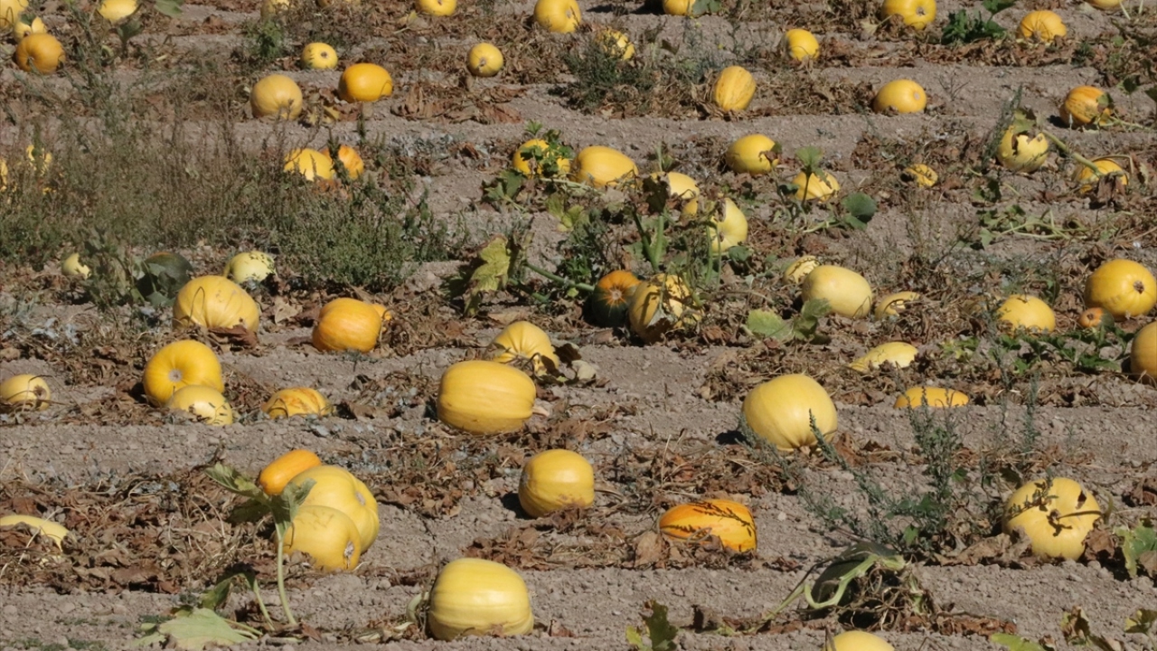 Develi ilçesinde yaşayan Nebi Usluoğlu, Kayseri`nin önemli geçim kaynaklarından birinin kabak çekirdeği olduğunu söyledi.