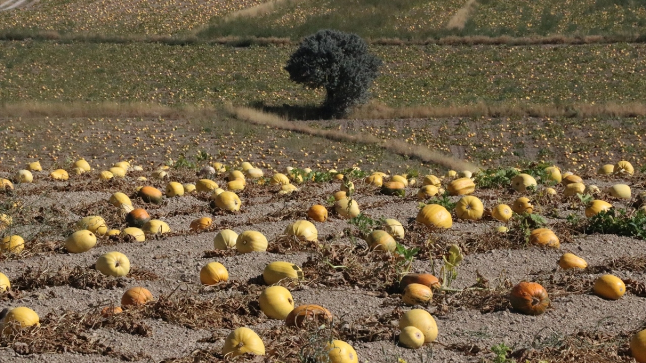 Usluoğlu, kabağın ekimine mayıs ayında başlanıldığını ve gerekli gübreleme işleminin ardından ekim ayına doğru hasat edildiğini aktardı.