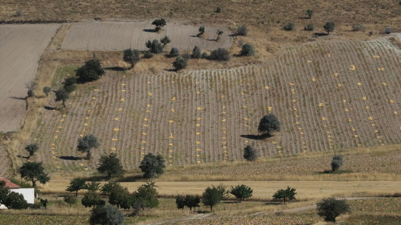 Erciyes Dağı`nın çevresindeki tüflü toprak yapısı sayesinde verimi artan kabak çekirdeğine olan talebin her geçen yıl artığını belirten Usluoğlu, tarlaların hasat zamanı öncesi sarı renge bürünerek güzel bir görüntü çıktığını dile getirdi. 