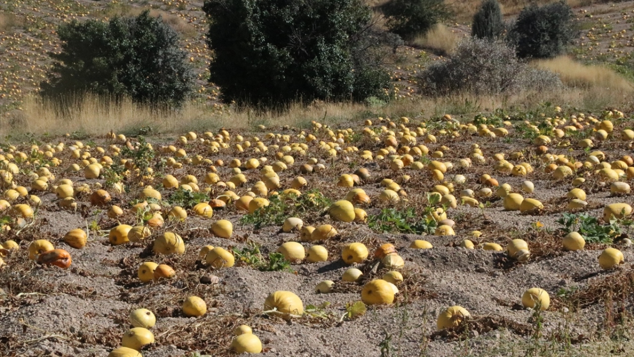 Çiftçi Hasan İstanbullu da 20 yıldır çiftçilik yaptığını ve uzun yıllar tarlalarına çerezlik kabak ektiğini belirtti.