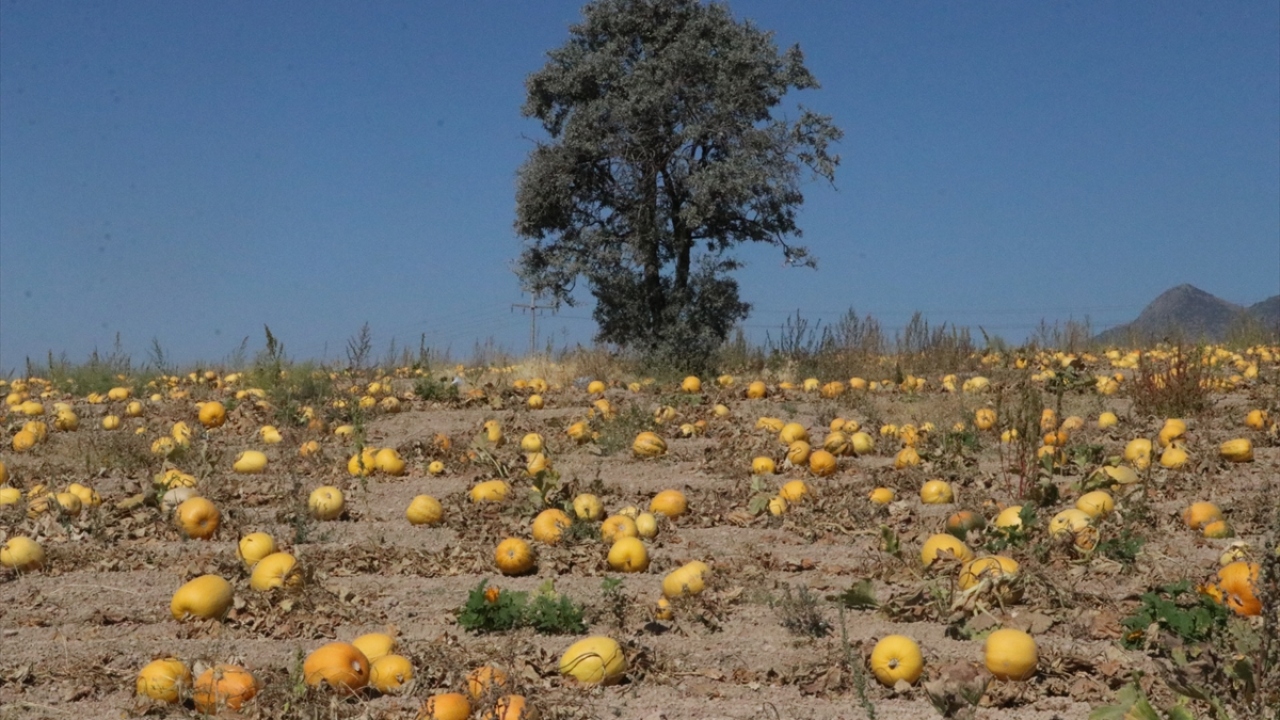 "Ürünlerimiz organik"