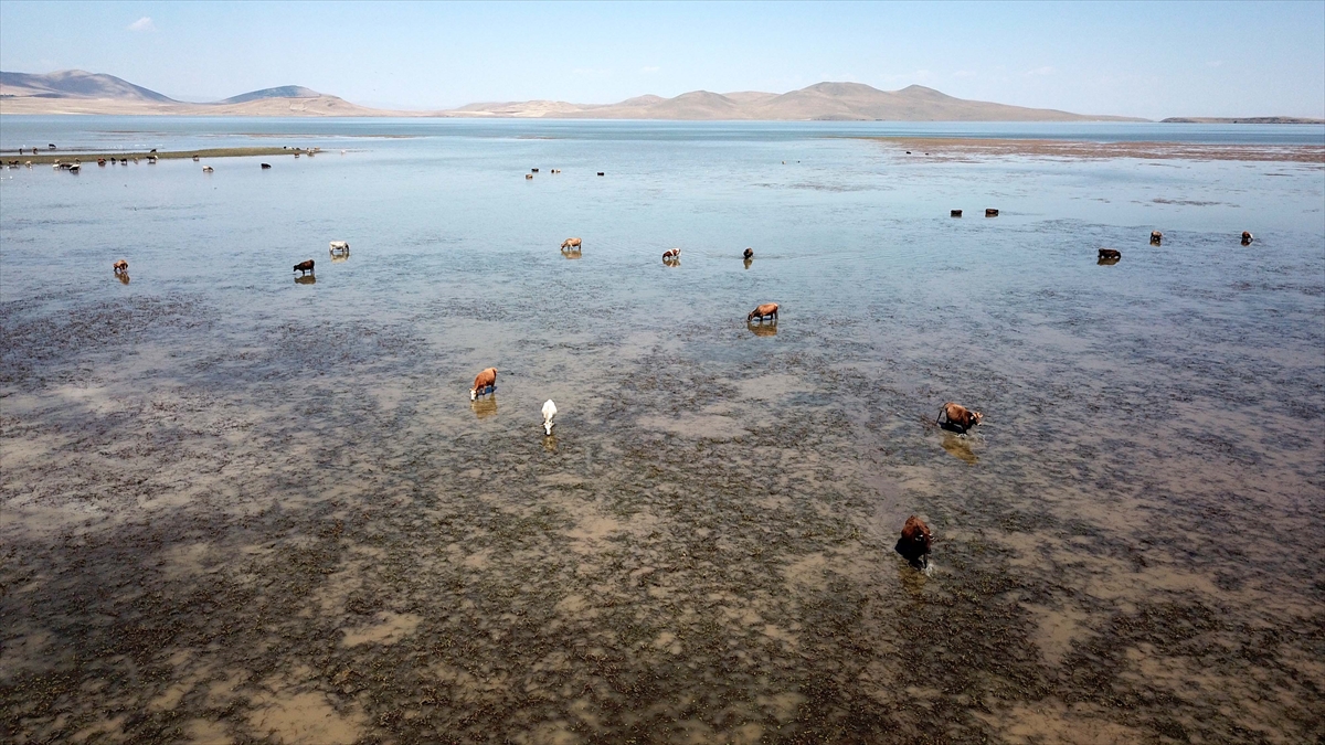 Bulanık sınırlarında bulunan Kazan Gölü civarındaki köylerde yaşayan besiciler, büyükbaş hayvanlarını otlatmak için sabahın ilk ışıklarıyla göl kenarındaki meralara geliyor.